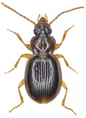 Réf. 269 003 : Trechus sp.